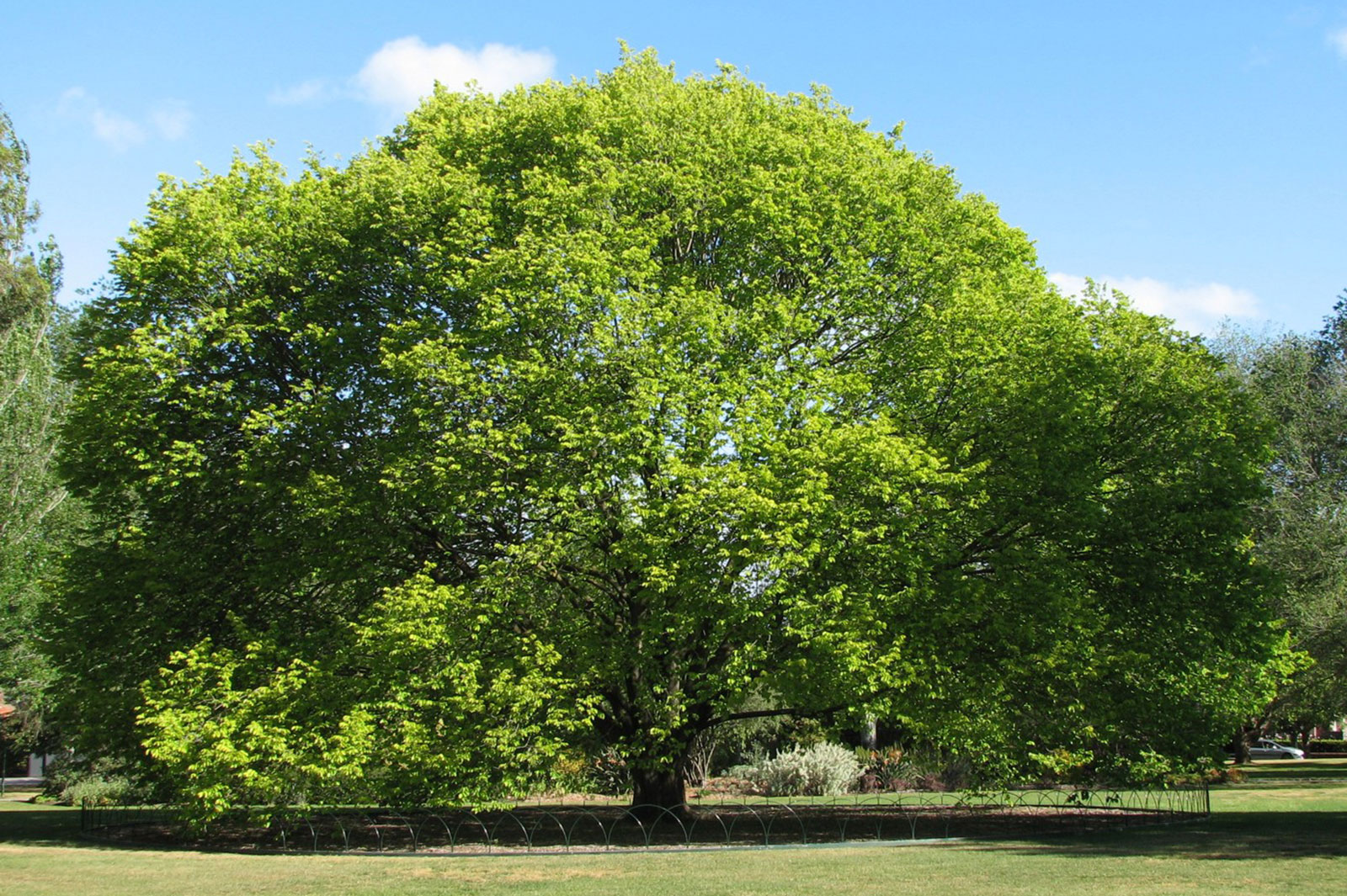 Types Of Elm Trees With Their Bark And Leaves -, 52% OFF