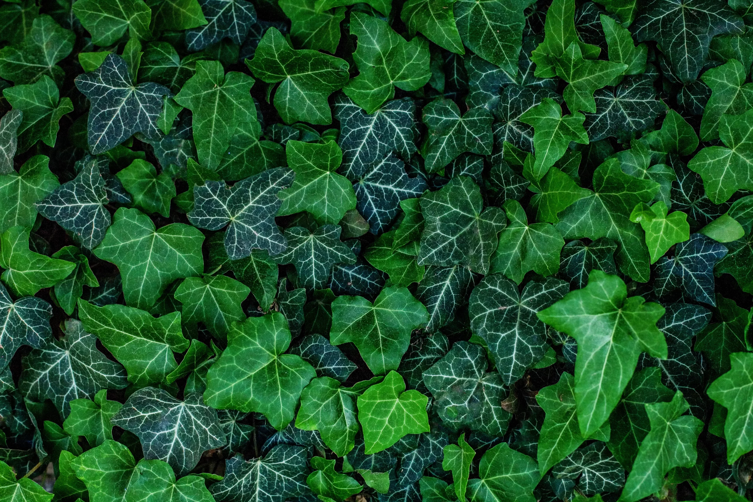 Background of Ivy Plants