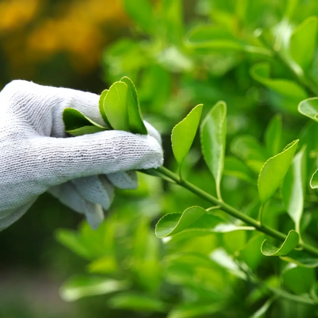 glove holding the branch of a plant