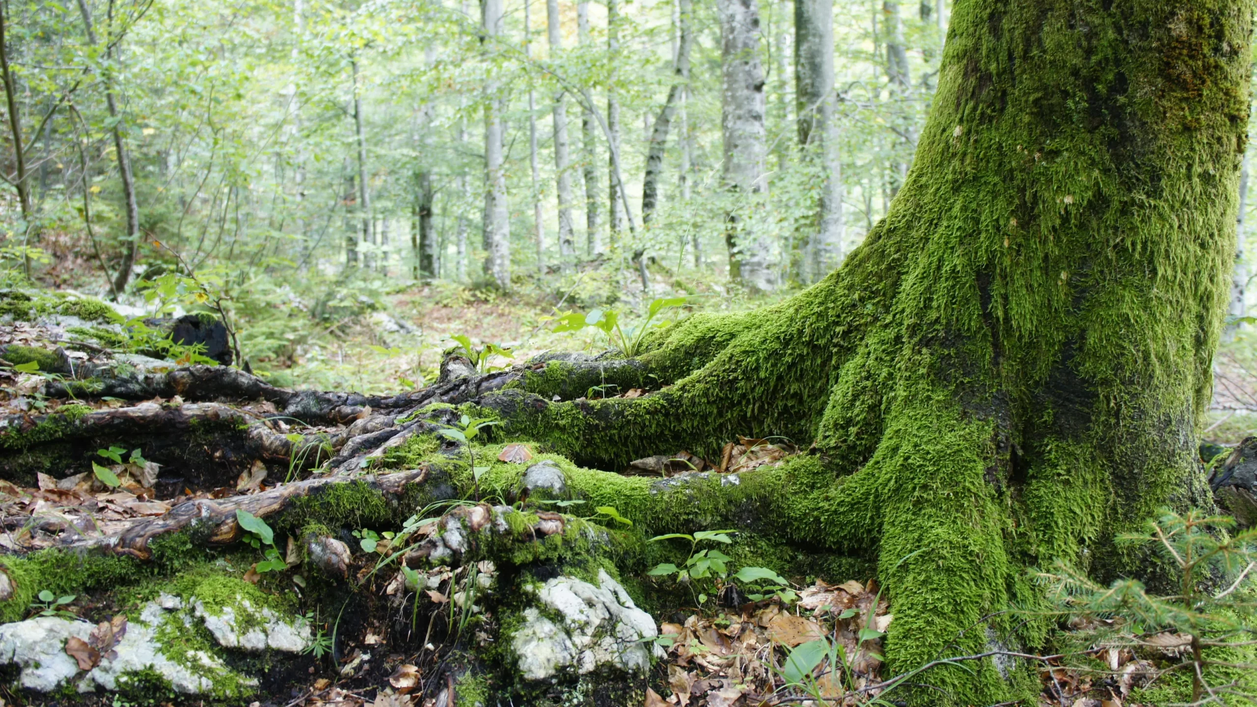 large mossy tree trunk