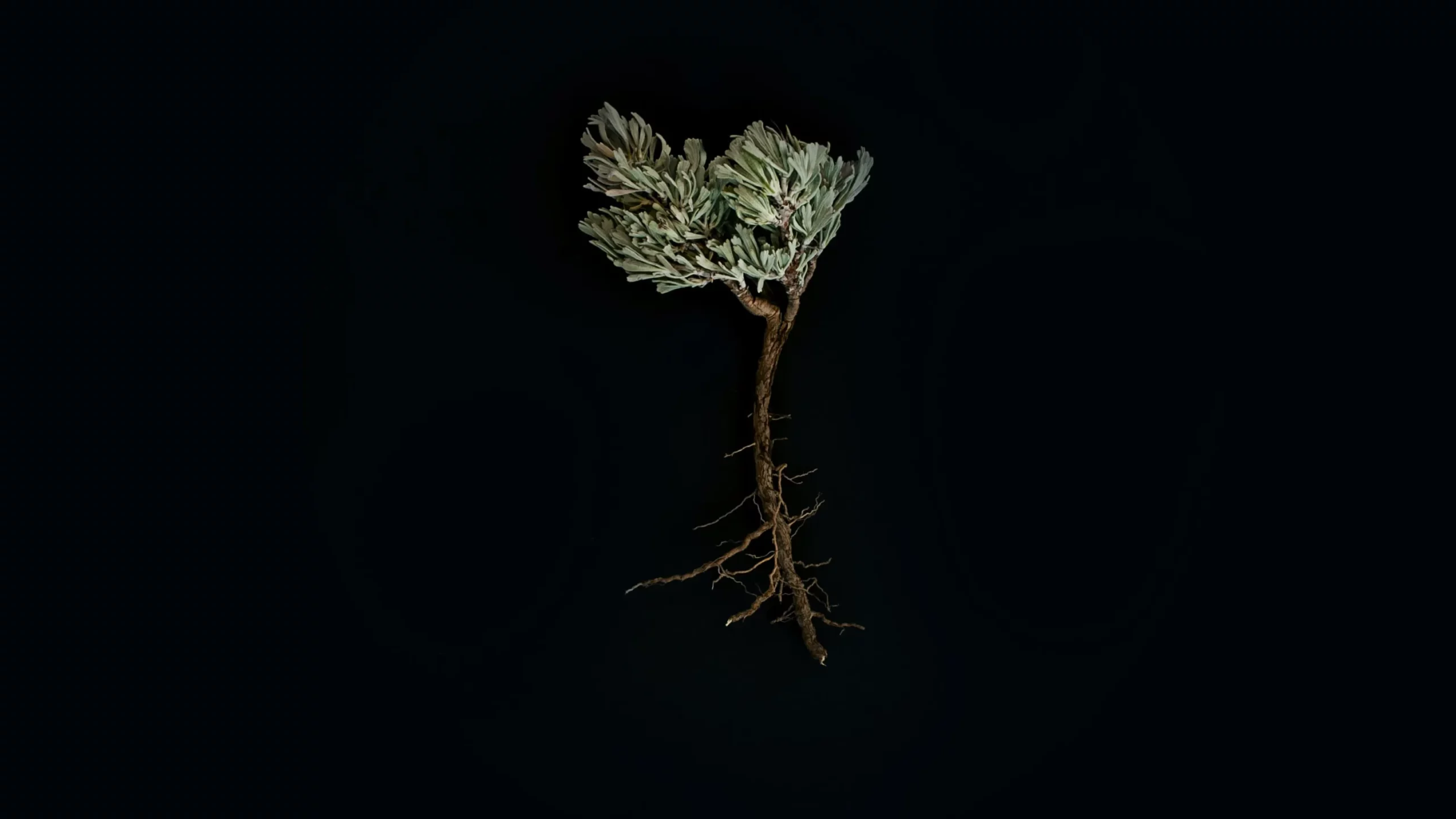 plant on a black background