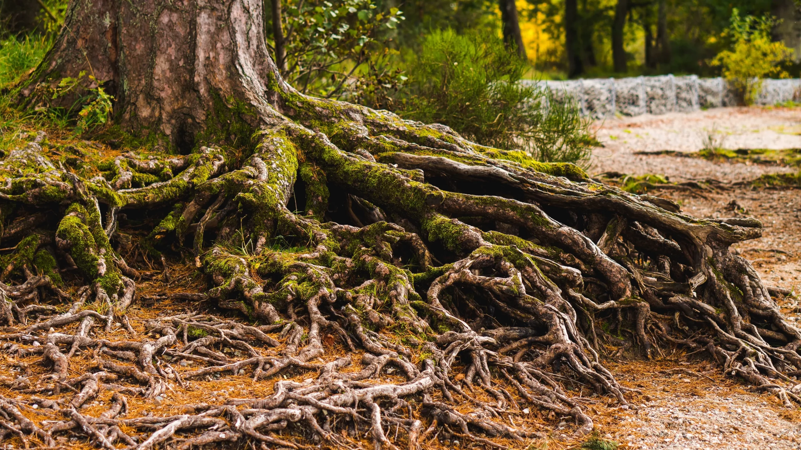 overgrown tree roots