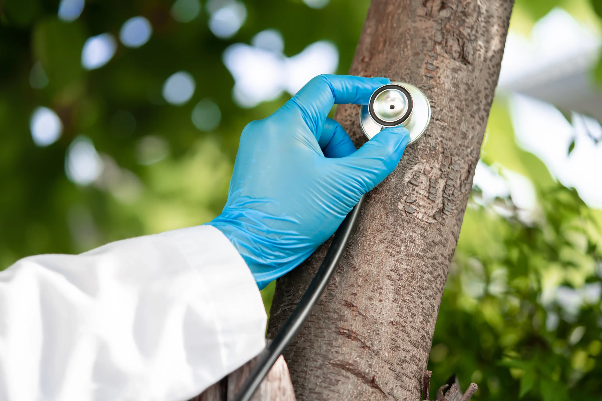 Arborist listening to tree health with a stethoscope