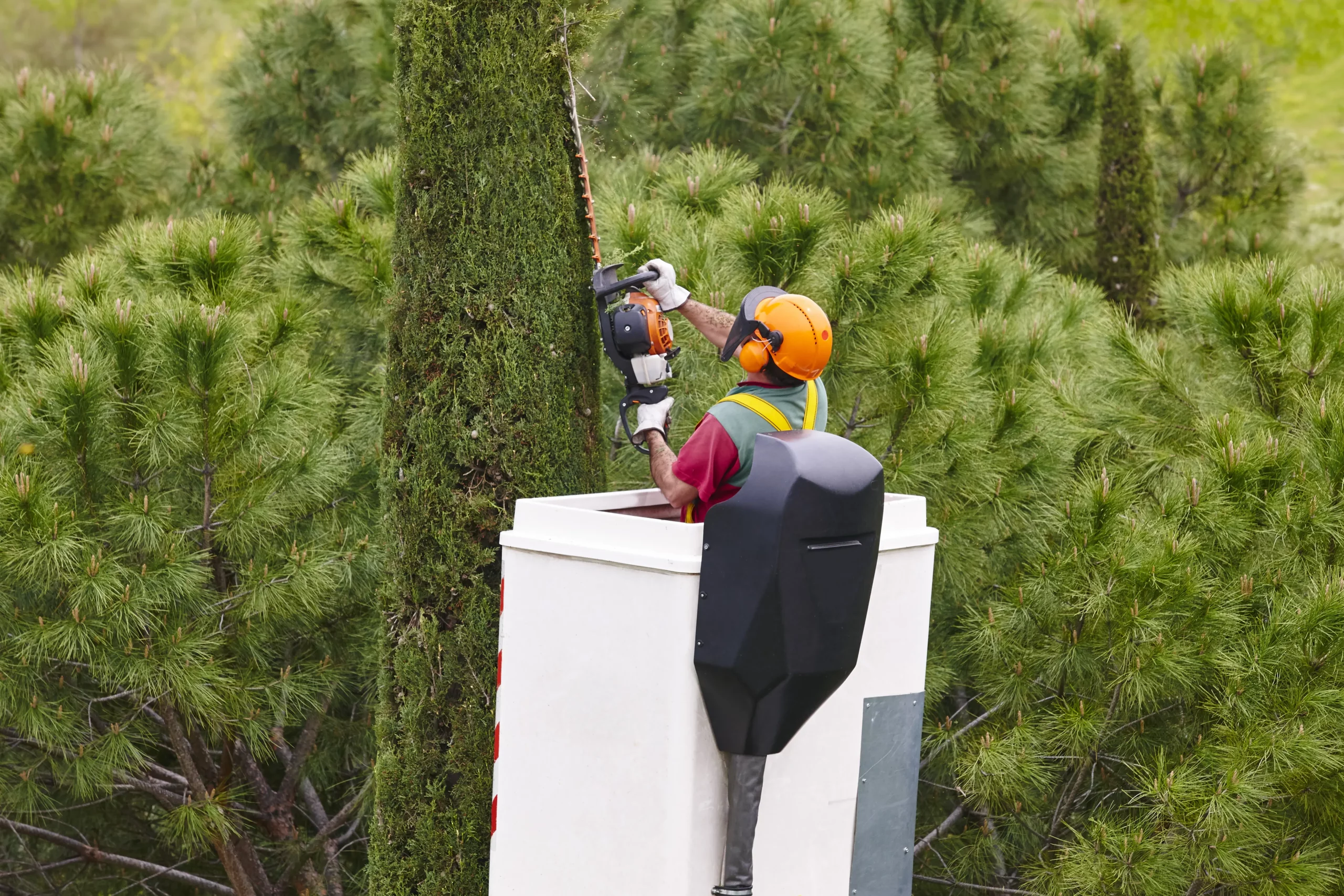 Worker pruning a tree on a crane