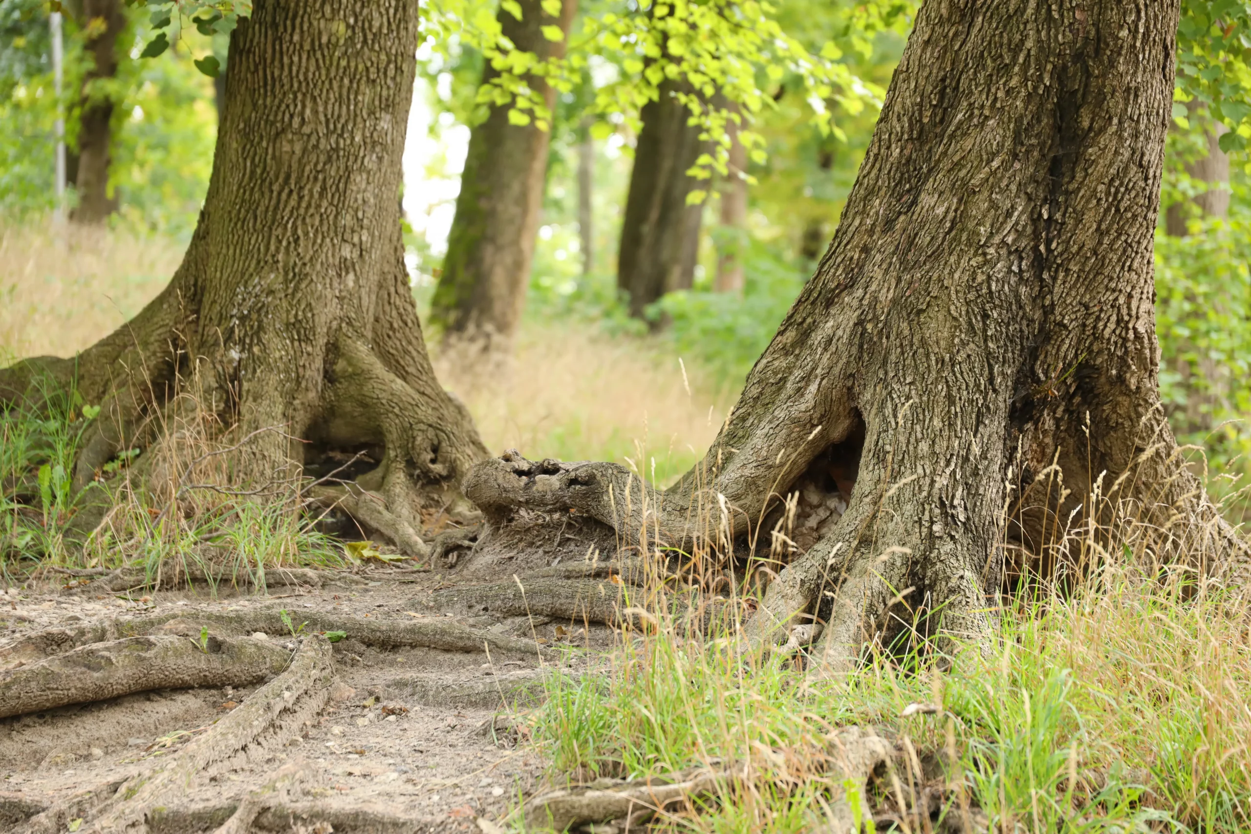 Roots of an old tree in a green forest