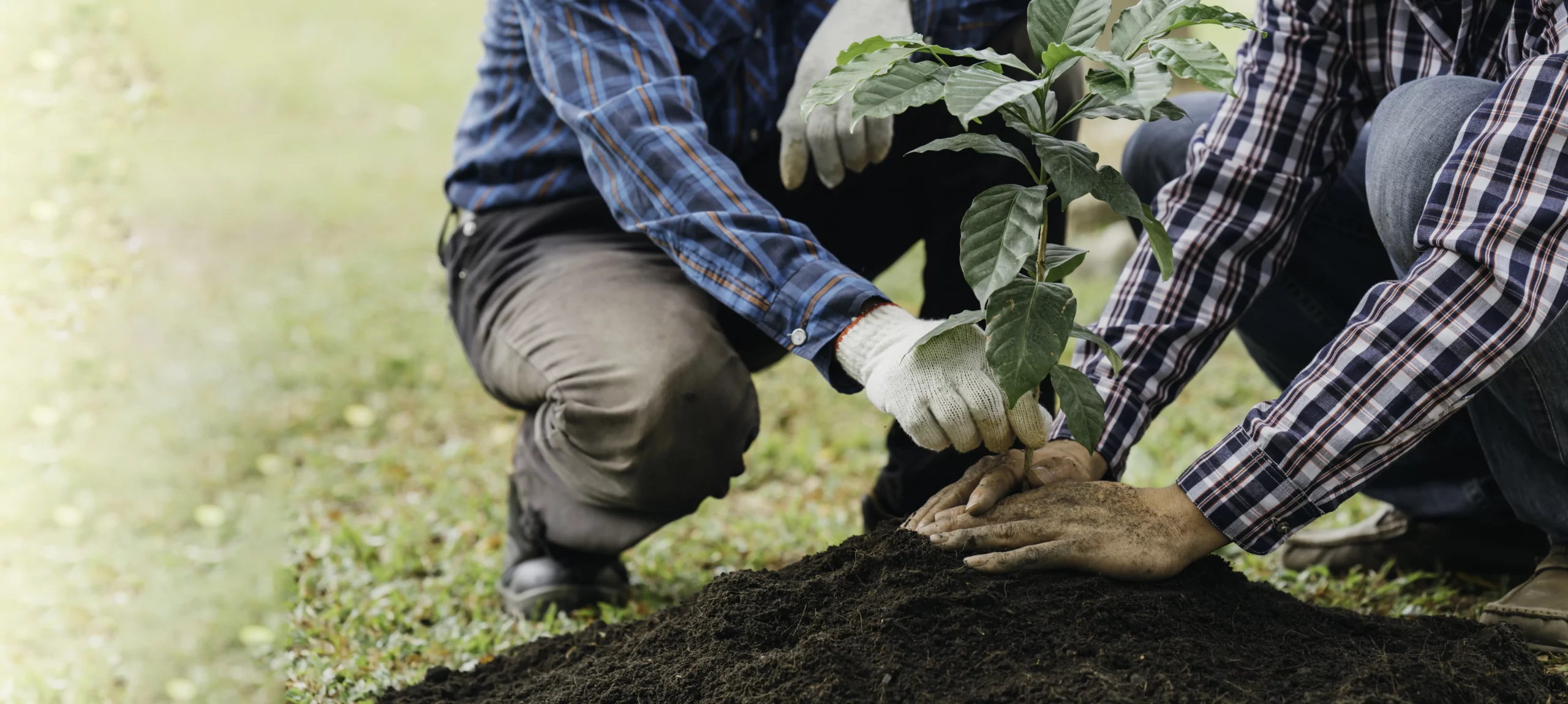 Close-up of a young man planting a tree
