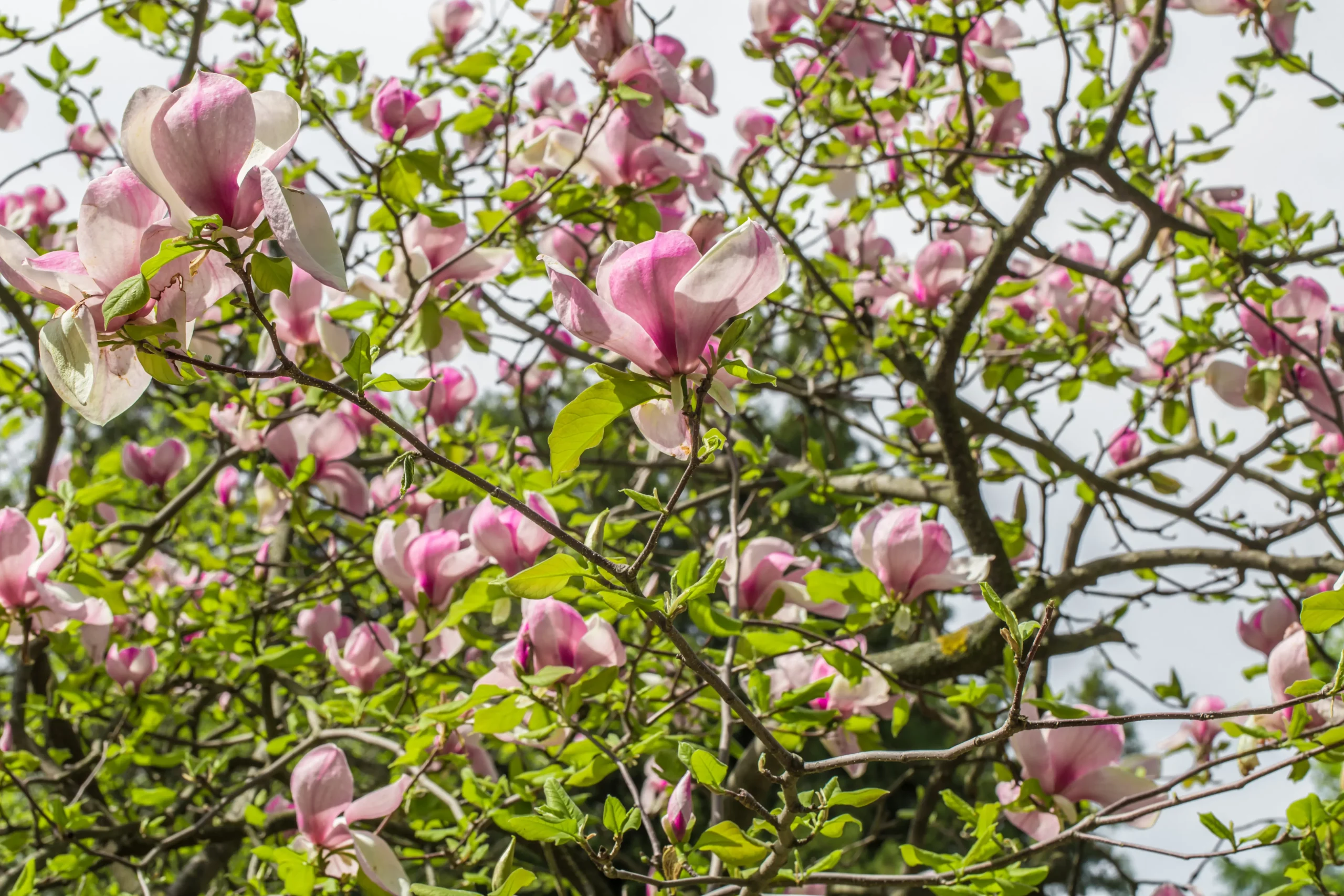 Close-up of tree branches with magnolia flowers