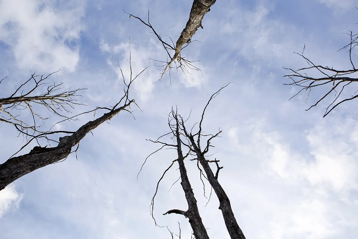 Dead branches on a tree