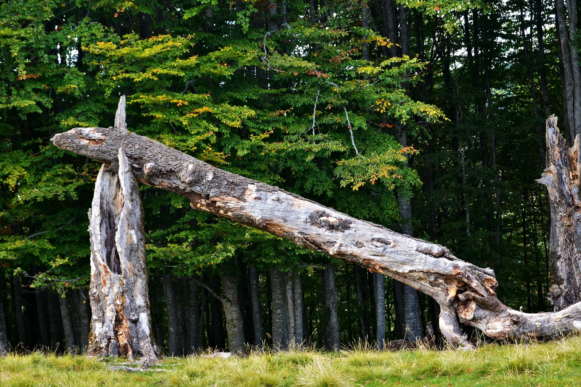 Fallen tree in a residential area