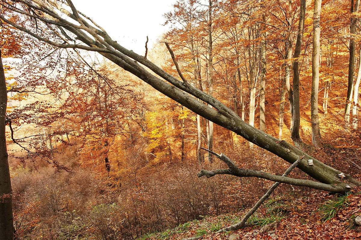 Fallen tree in a natural setting