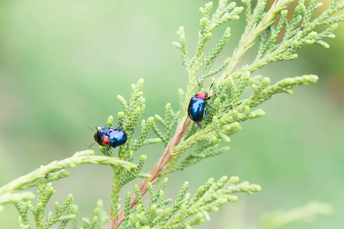 Japanese beetles damaging plants