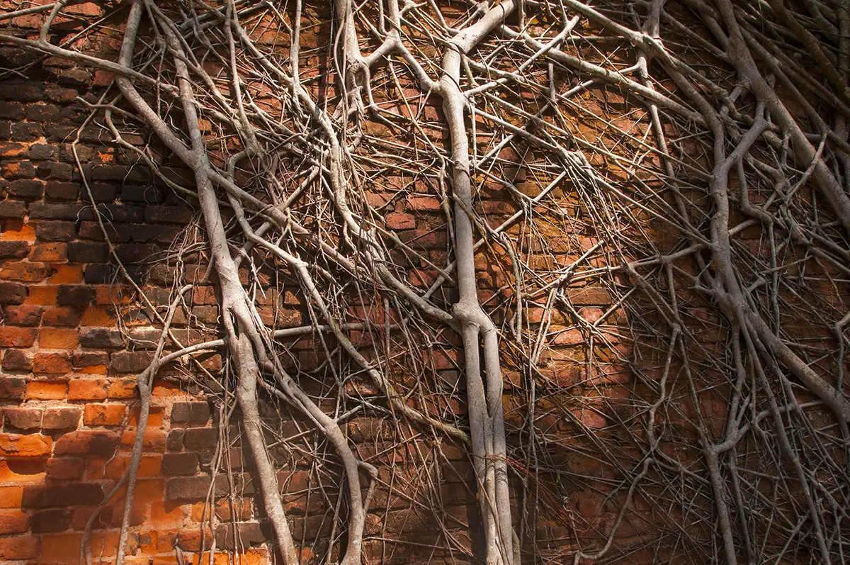 Overgrown branches requiring trimming