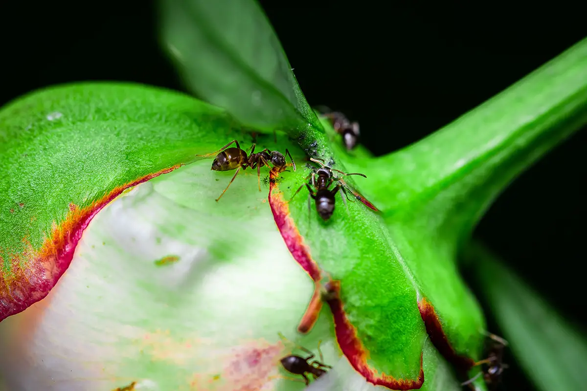 Pests infesting plants