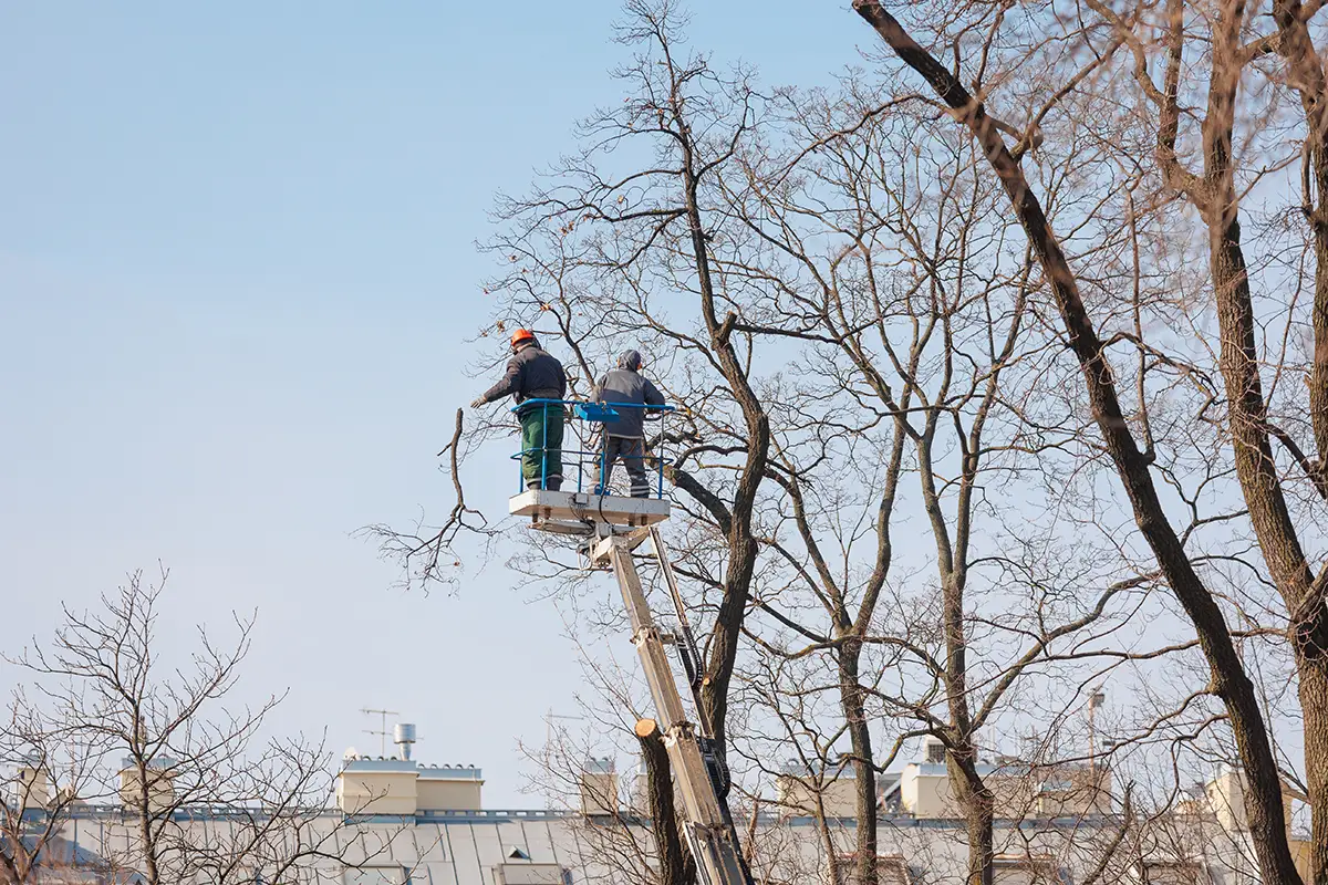 Tree care professionals at work