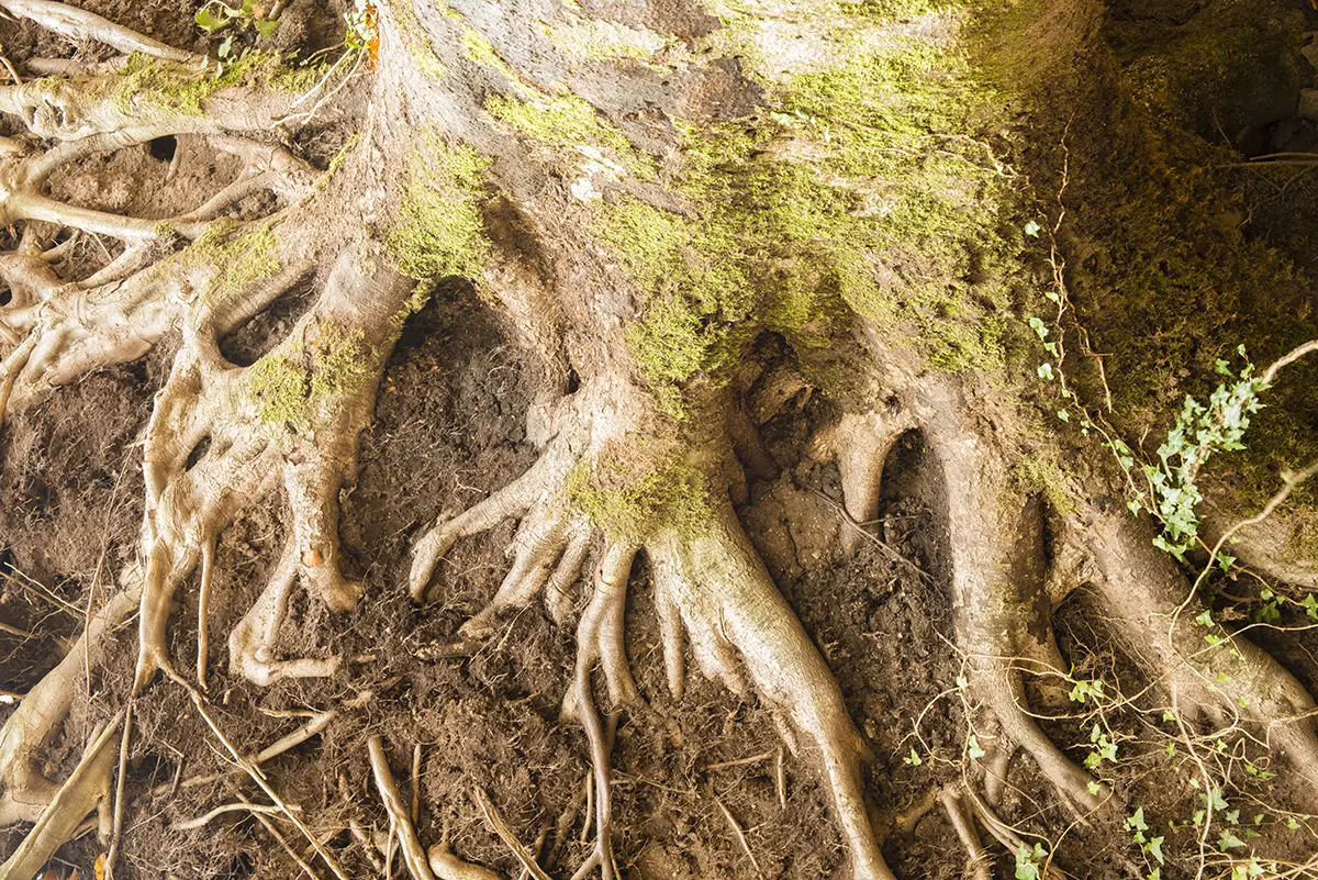 Root rot affecting plant health