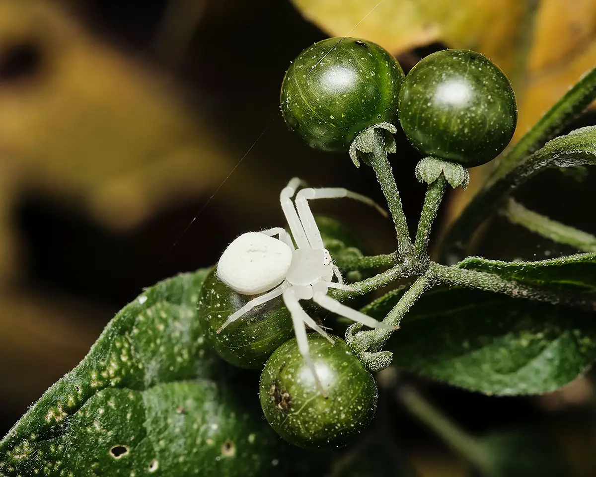 Infestation of spider mites on plants