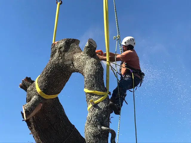 Worker with chainsaw during tree removal