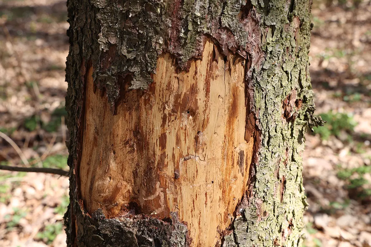 Tree affected by disease