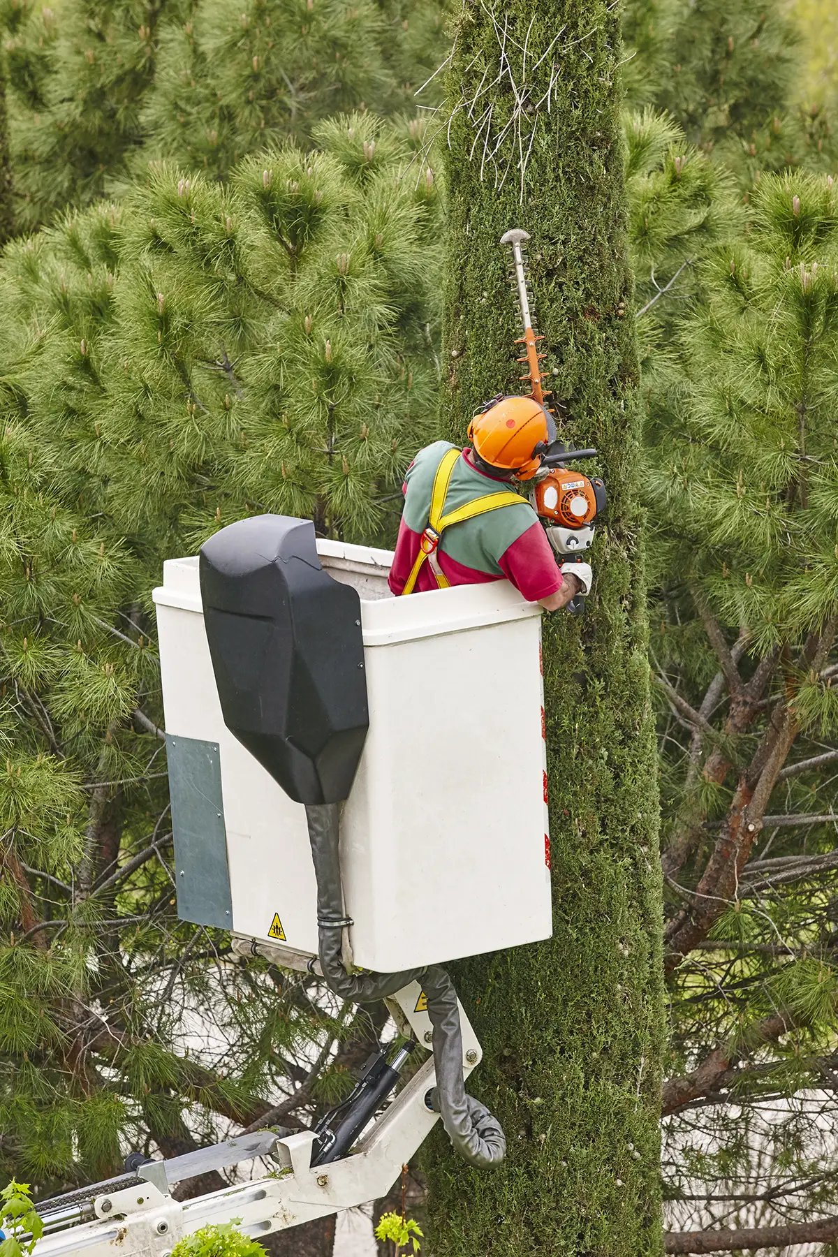 Tree pruning service for healthy growth