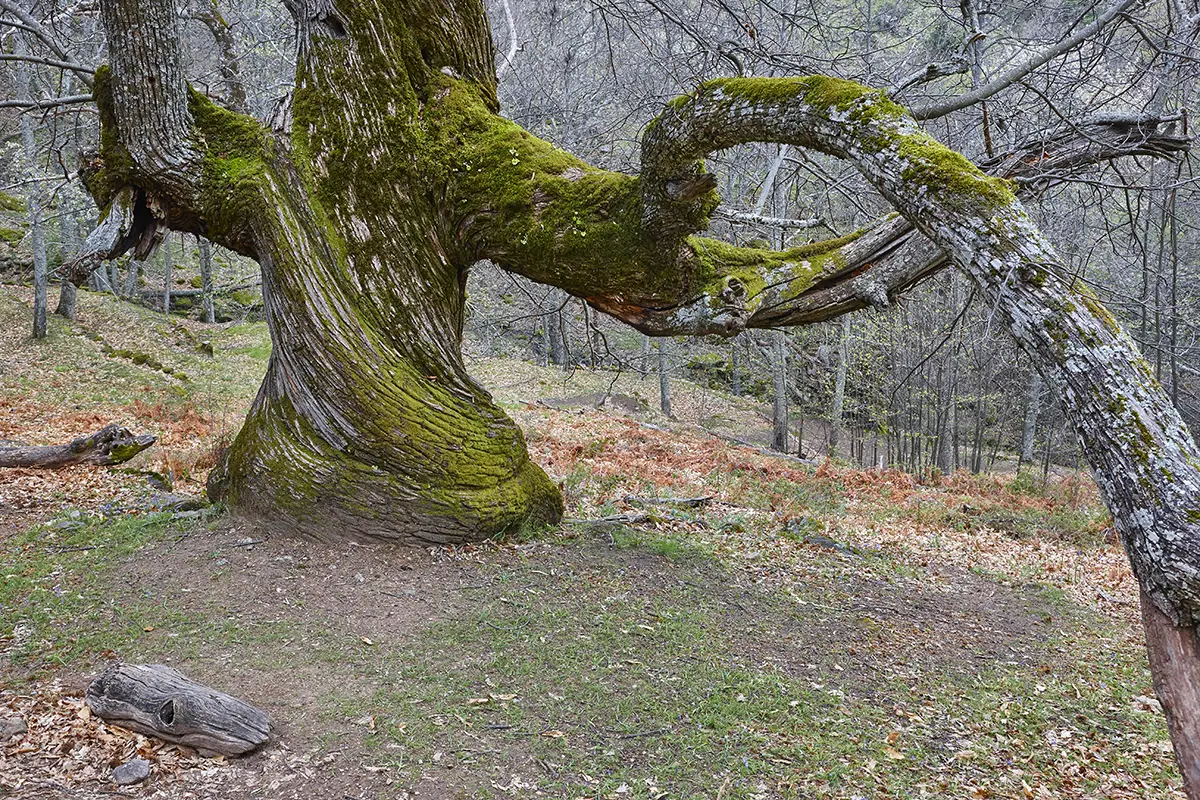 Tree shaping and pruning by professionals