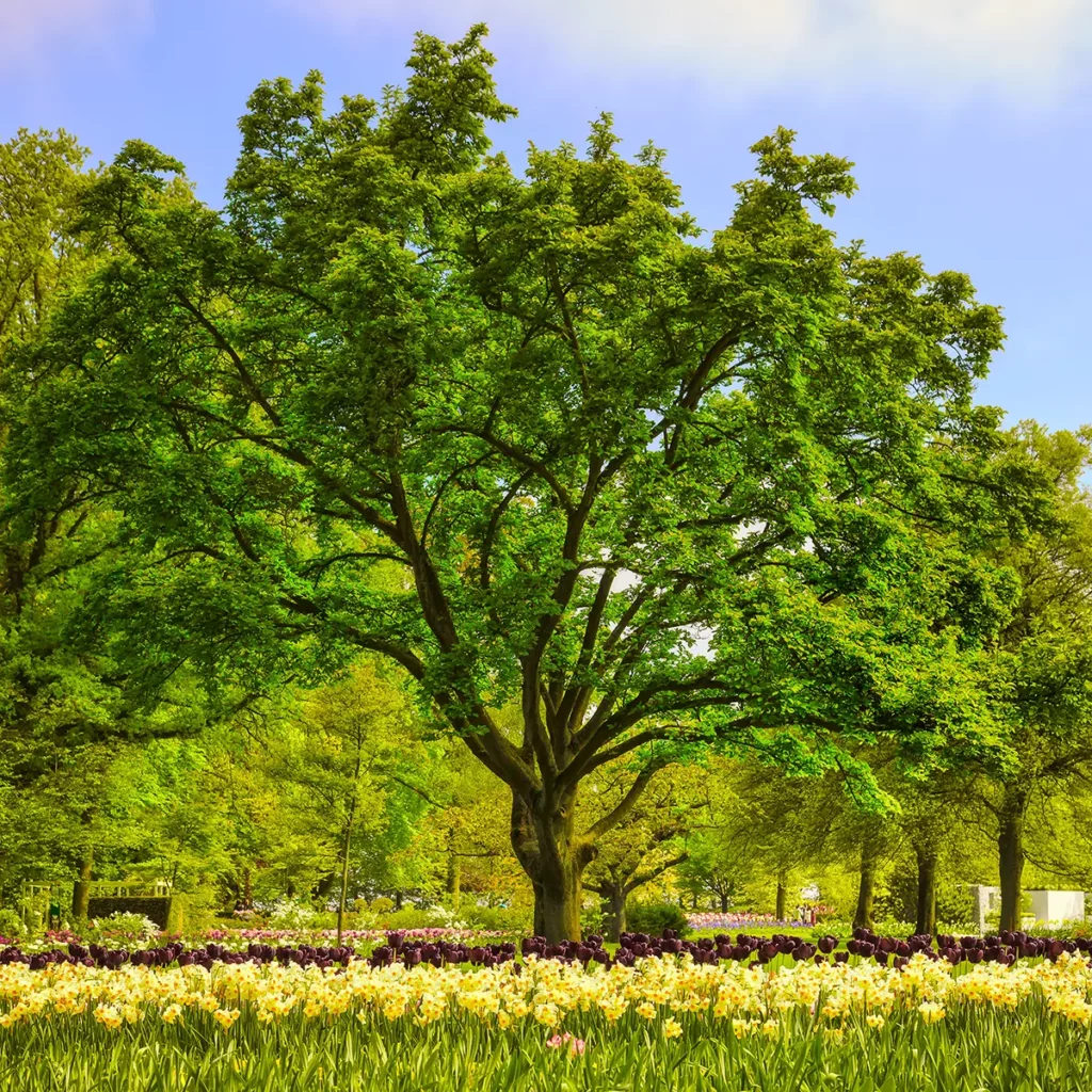 Trimmed tree in a residential area