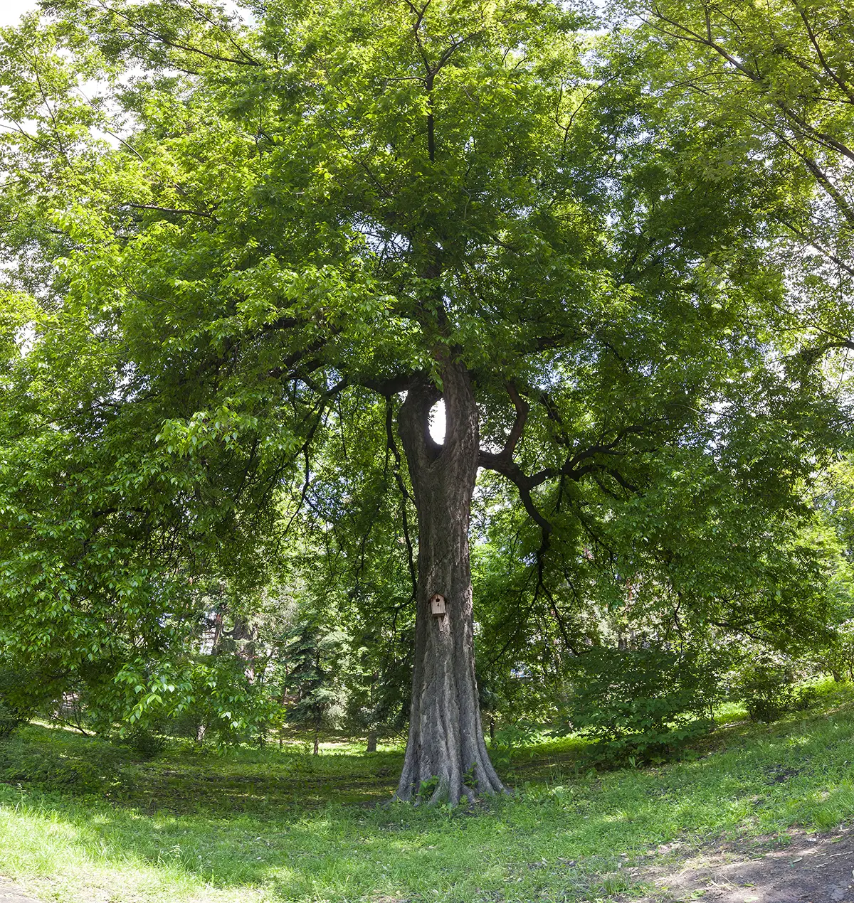 Tree care services in Decatur