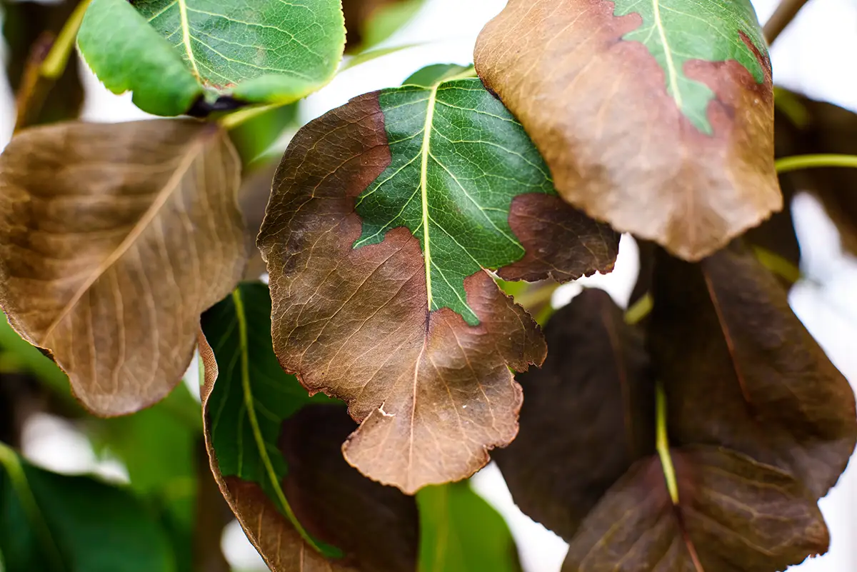 Damaged leaves due to root issues