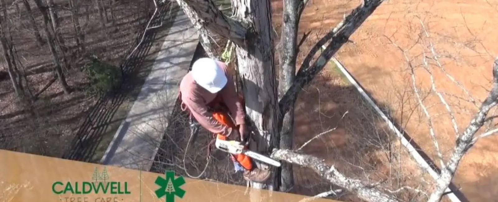 Featured image for “TrustDale includes Caldwell Tree Care in latest episode”