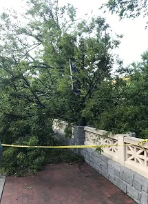 Downed tree