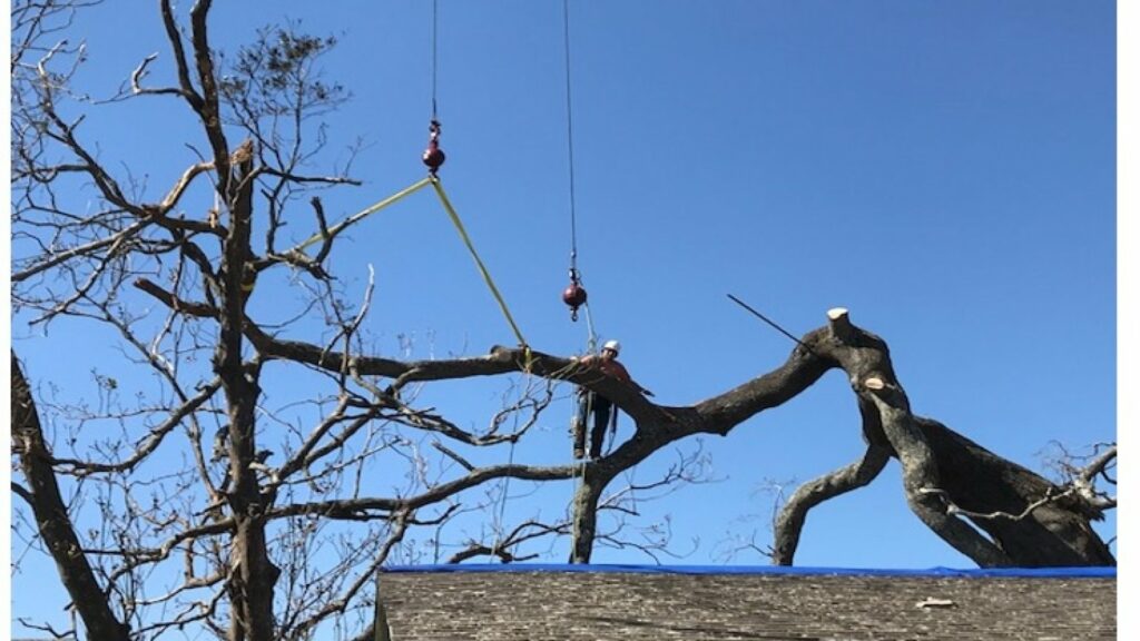 Tree and workers