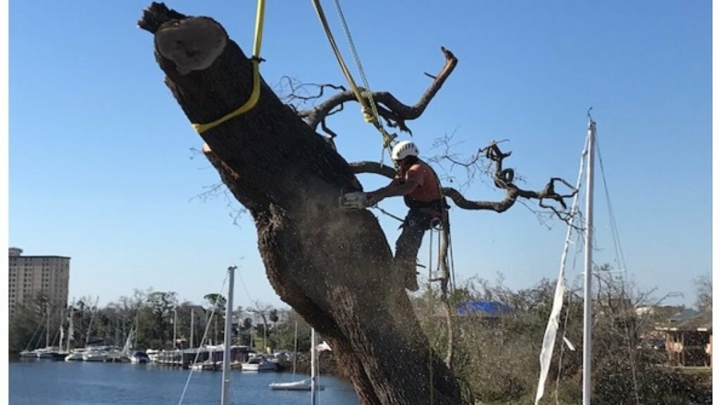 Tree and worker