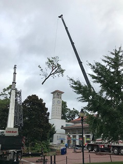 Tree branch lifted by equipment