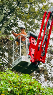 Worker assessing tree and smiling