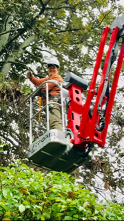 Worker assessing tree and smiling