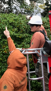 Workers assessing trees and talking