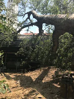 Downed tree