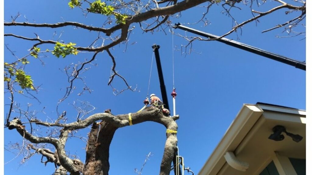 Tree and worker