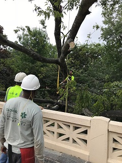 Downed tree with workers assessing damage