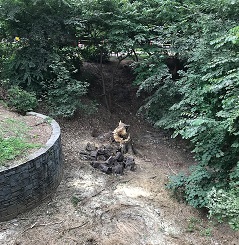 Tree removed