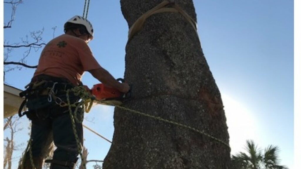 Tree and worker with chainsaw