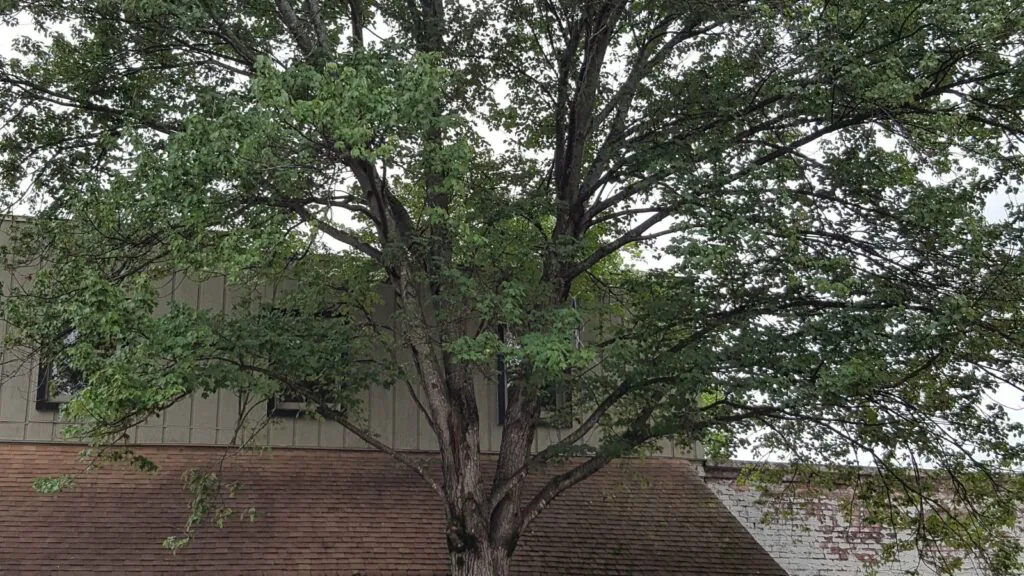 tree in front of home