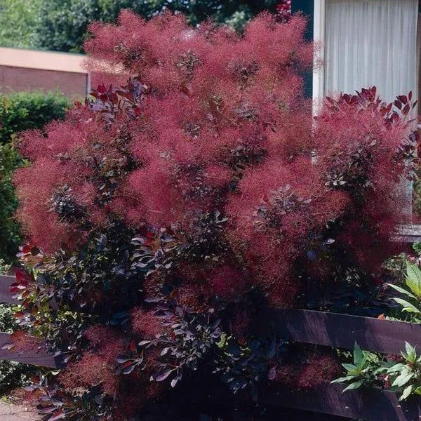 royal purple smoke tree