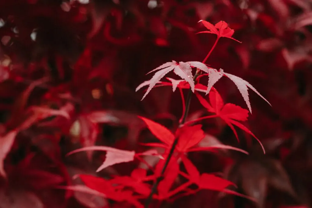 Japanese maple leaves