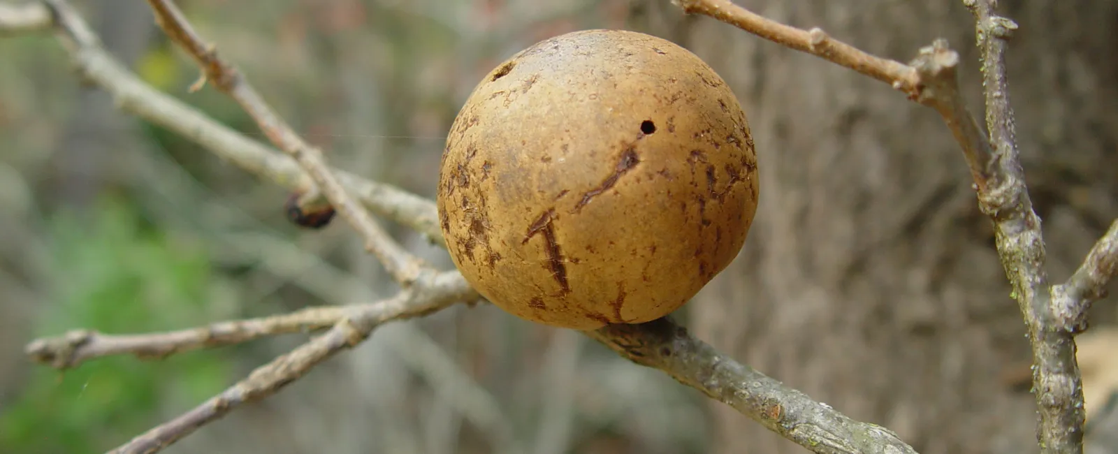 Featured image for “What Are Oak Galls?”