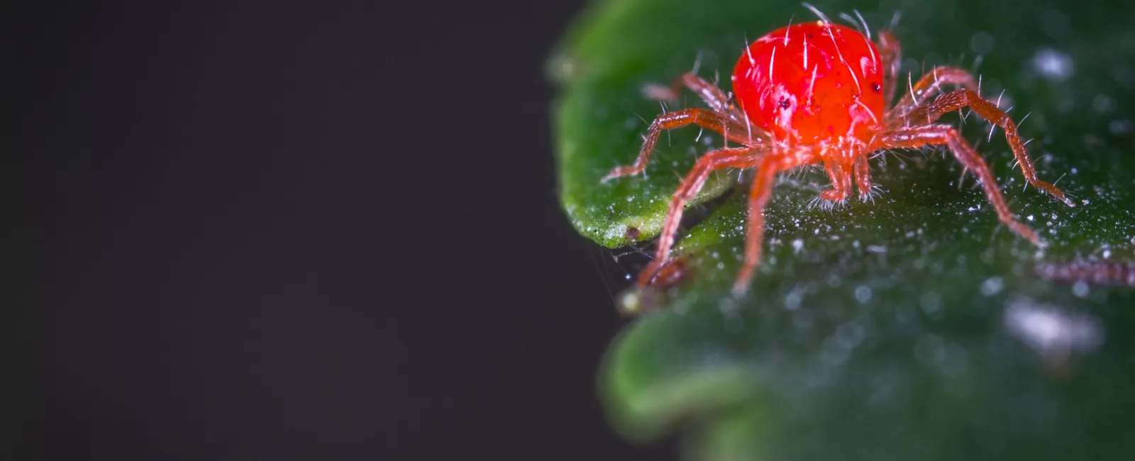 Featured image for “How to Identify Spider Mites”