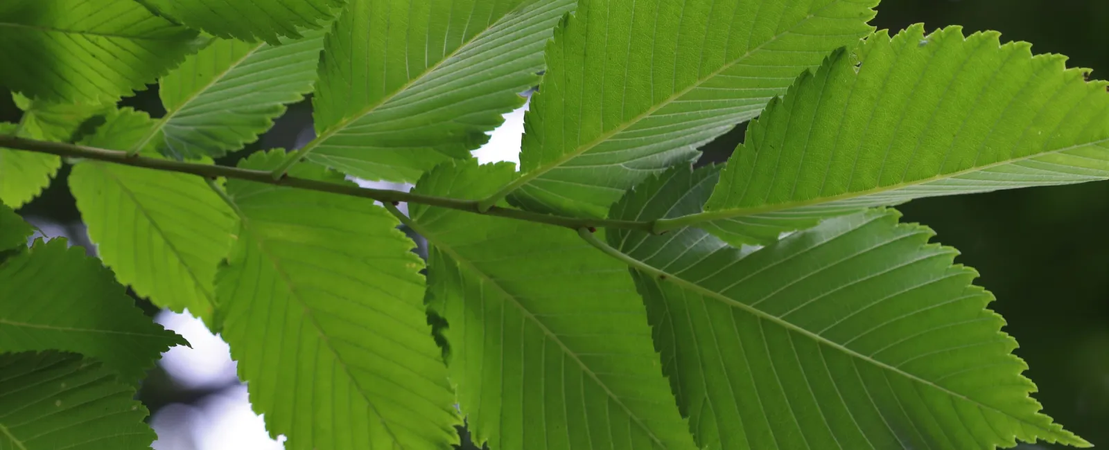 Featured image for “Elm Tree Identification”