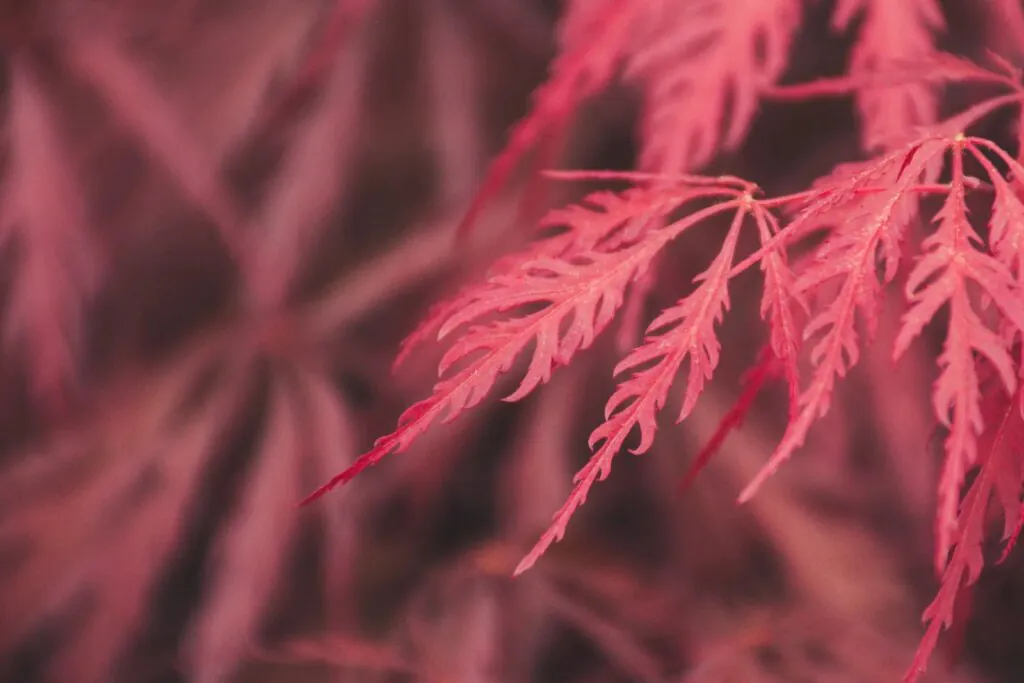 Red leaves