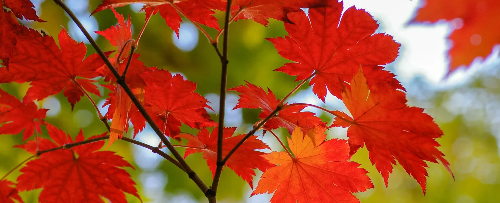 Featured image for “How To Care for a Red Maple”