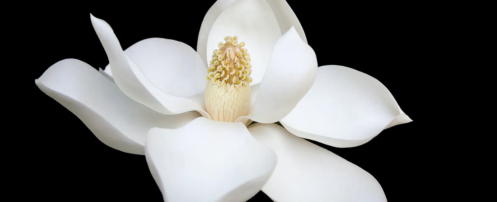 Featured image for “Can Little Gem Magnolia Trees Survive in Georgia?”