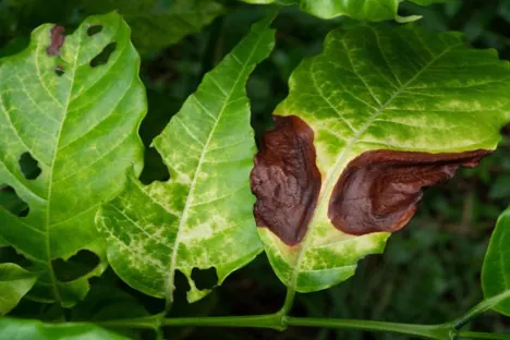 Featured image for “Signs of Dying Trees & Diseases: Leaves, Bark, Soil & More”